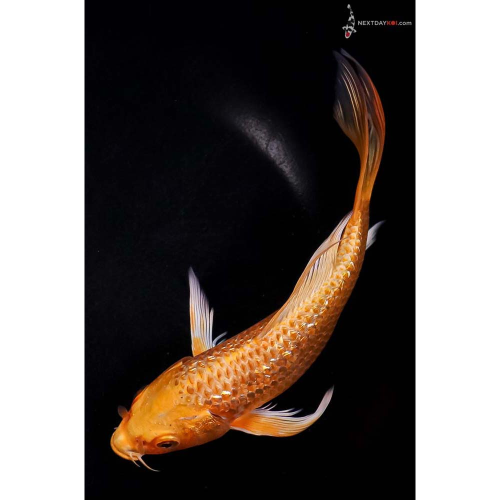 7.5” Imported Gin Rin Orenji Ogon Butterfly Koi