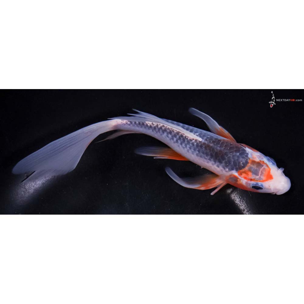 7.5” Imported Asagi Butterfly Koi