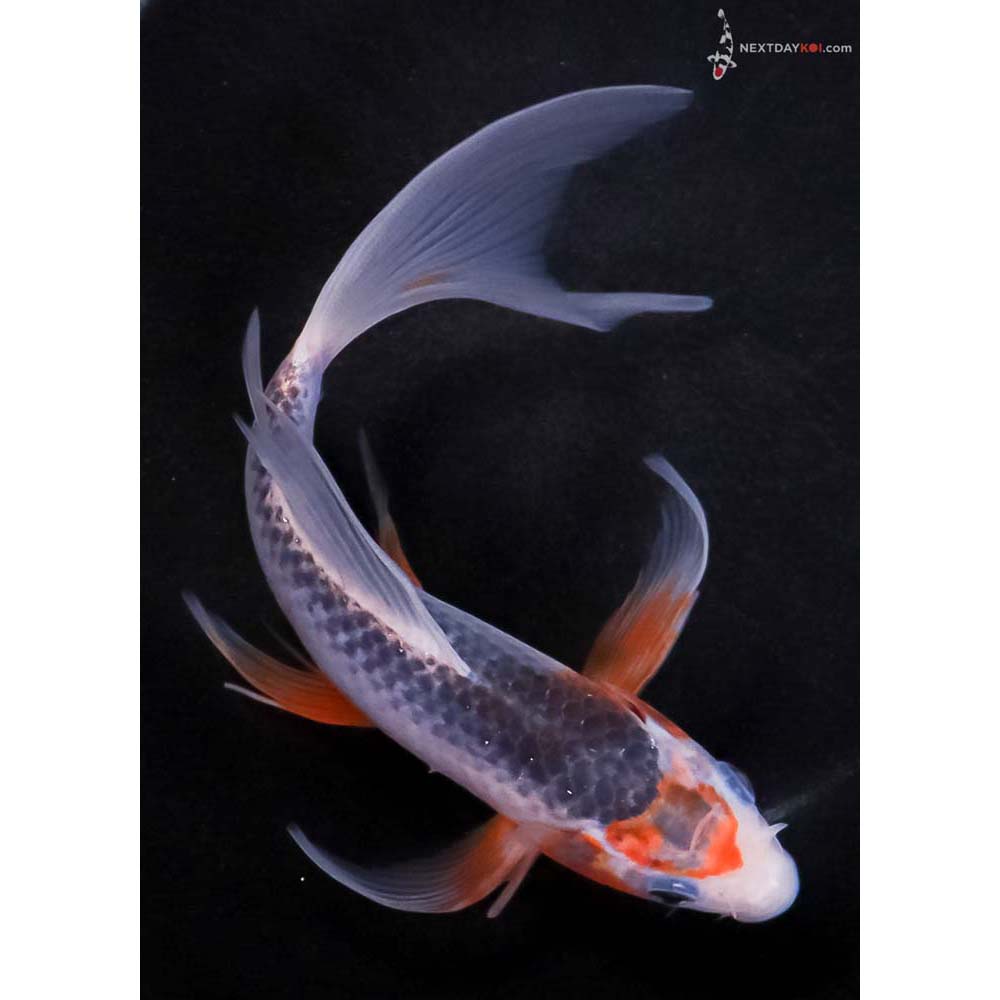 7.5” Imported Asagi Butterfly Koi