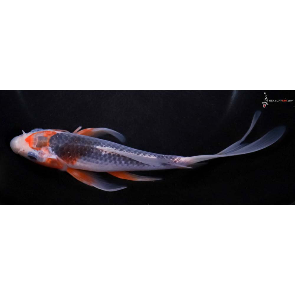 7.5” Imported Asagi Butterfly Koi
