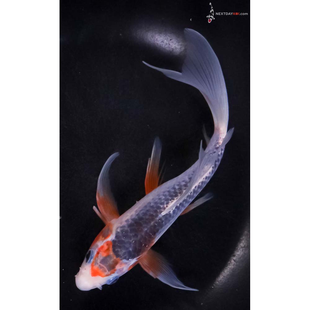 7.5” Imported Asagi Butterfly Koi