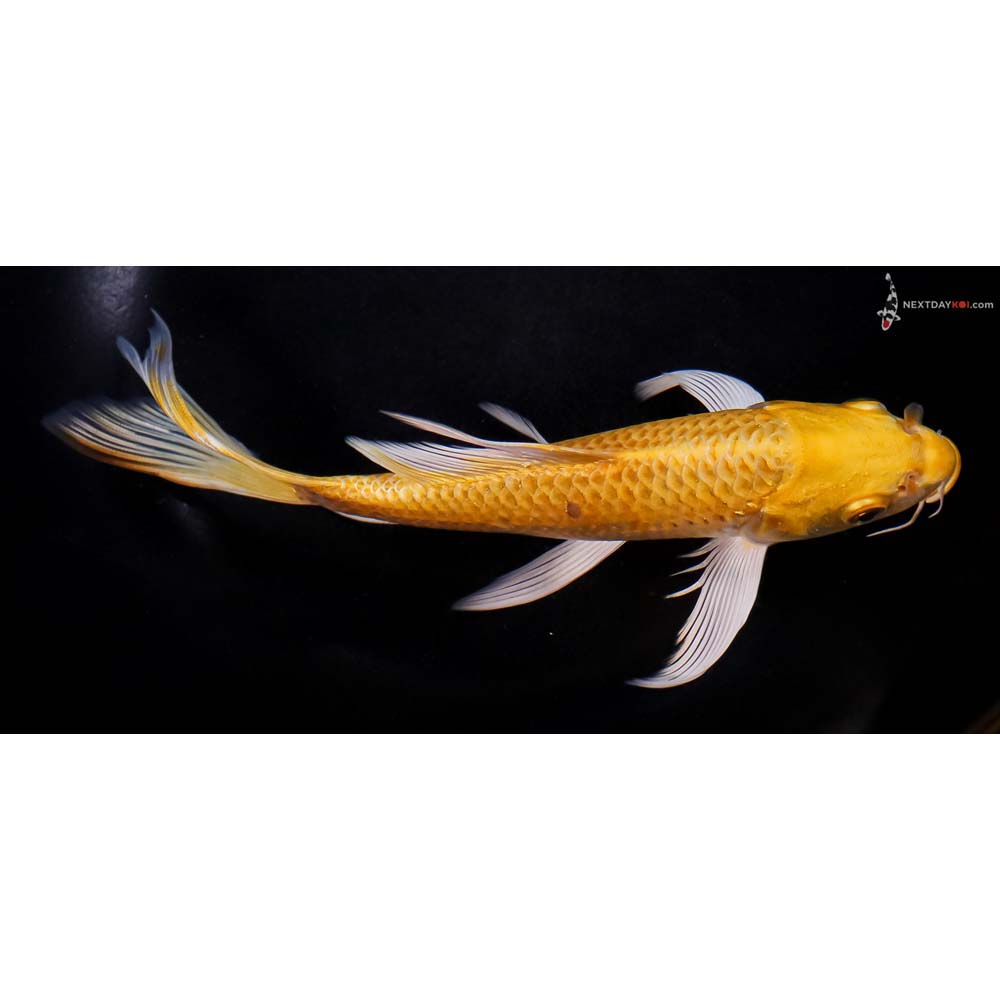 7.5” Imported Yamabuki Ogon Butterfly Koi