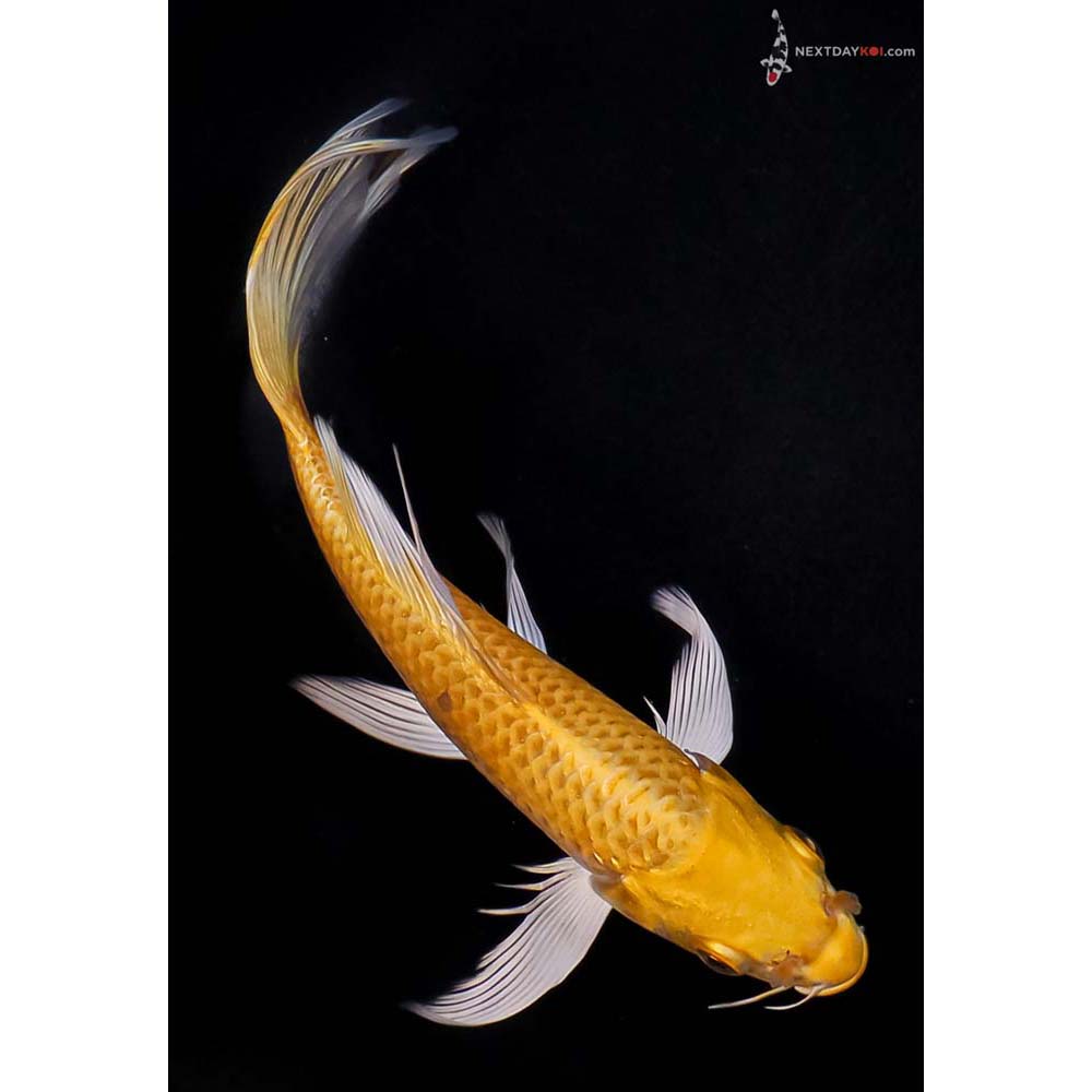 7.5” Imported Yamabuki Ogon Butterfly Koi