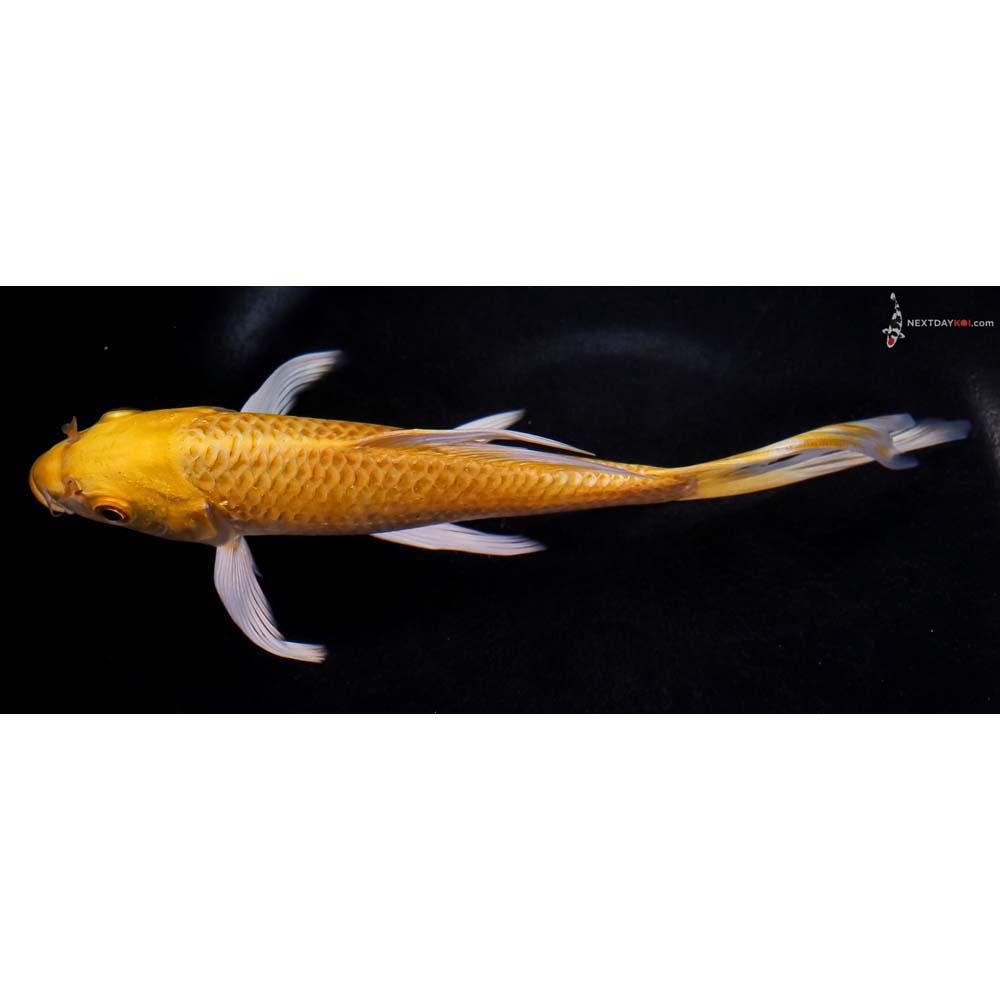 7.5” Imported Yamabuki Ogon Butterfly Koi