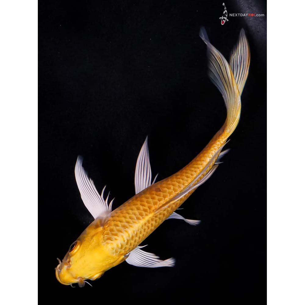 7.5” Imported Yamabuki Ogon Butterfly Koi