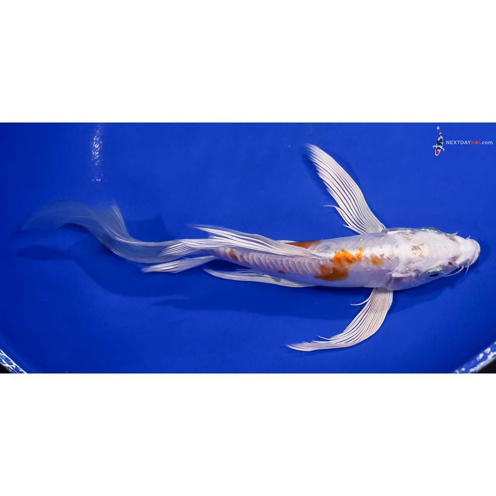 7.5” Imported Kikusui Butterfly Koi
