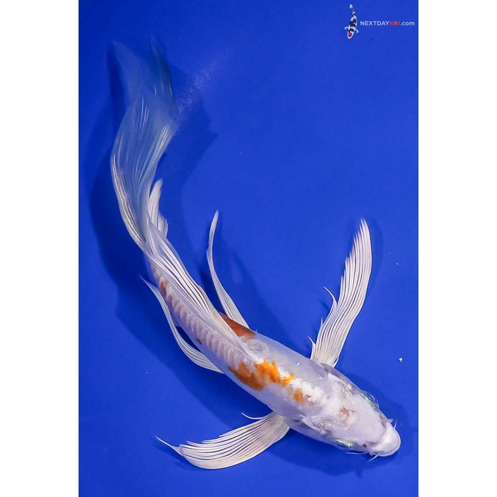 7.5” Imported Kikusui Butterfly Koi