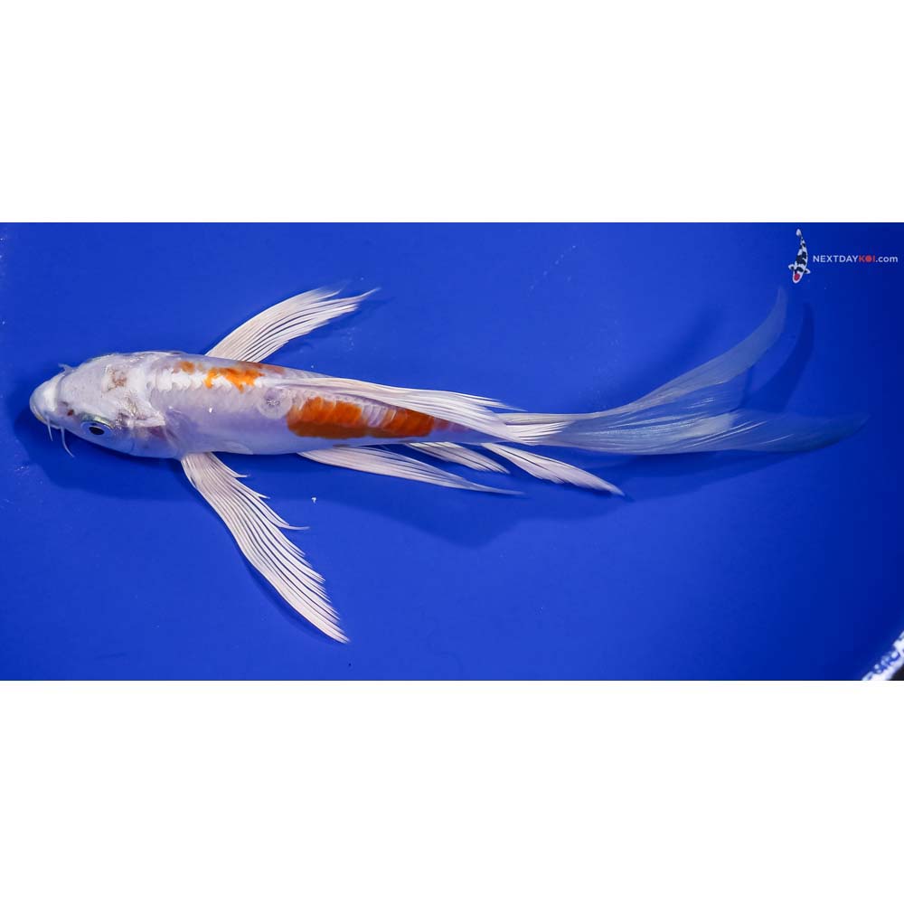 7.5” Imported Kikusui Butterfly Koi