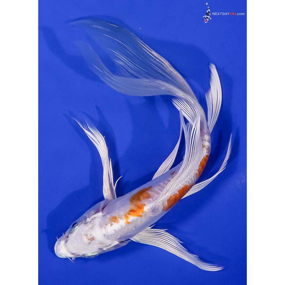 7.5” Imported Kikusui Butterfly Koi