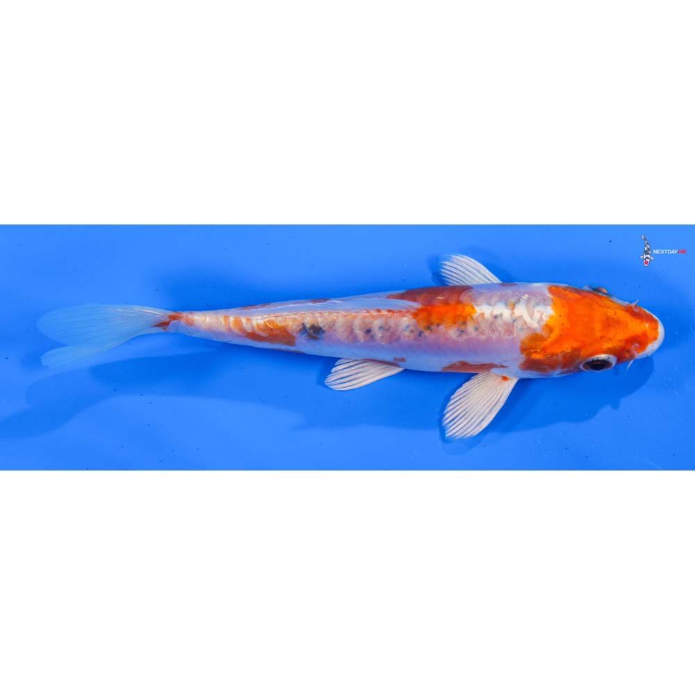 5.5” Imported Kikusui