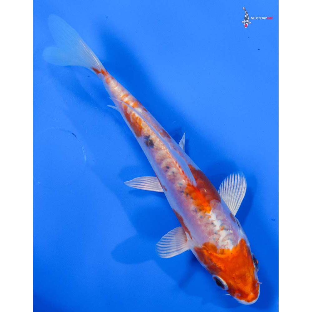 5.5” Imported Kikusui