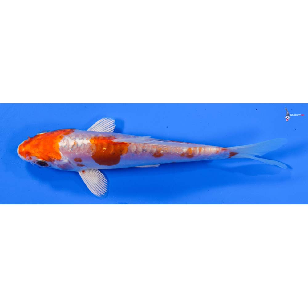 5.5” Imported Kikusui