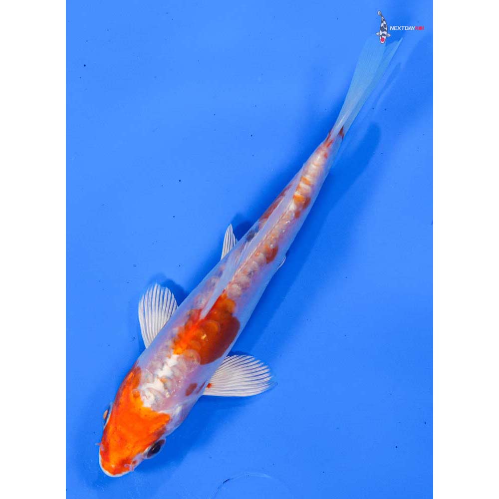 5.5” Imported Kikusui