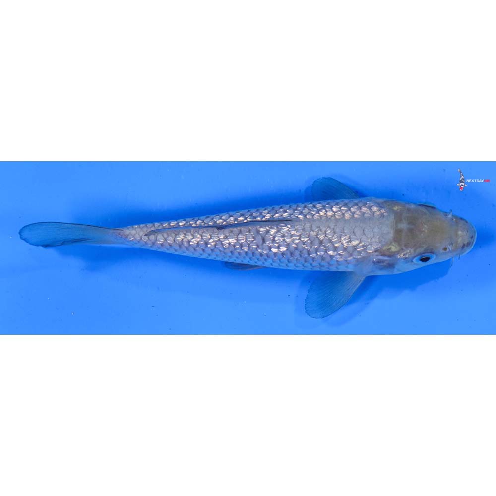 5.5” Imported Gin Rin Soragoi
