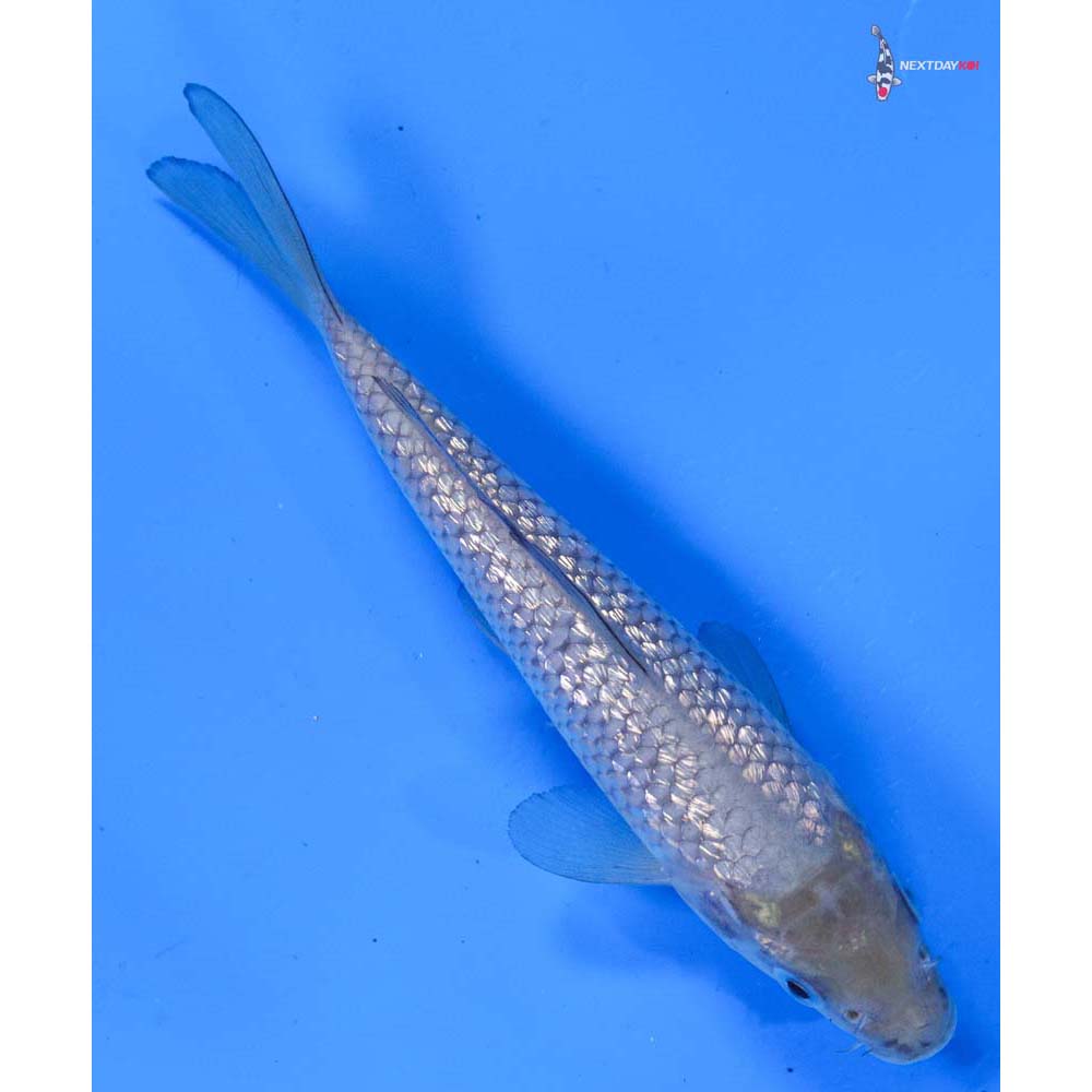 5.5” Imported Gin Rin Soragoi