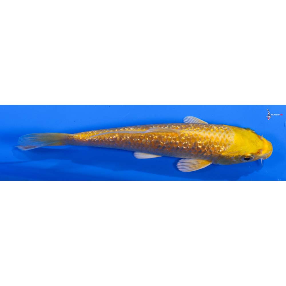 6” Imported Gin Rin Yamabuki Ogon