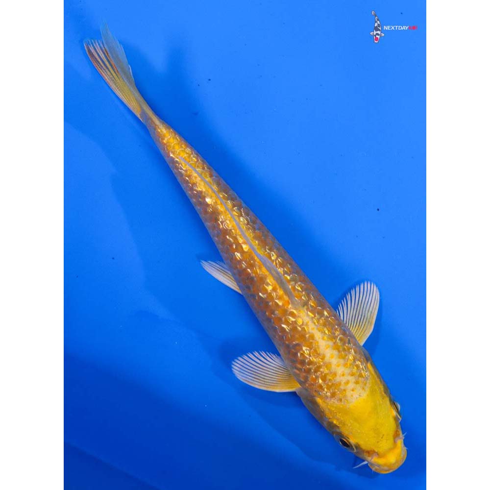 6” Imported Gin Rin Yamabuki Ogon