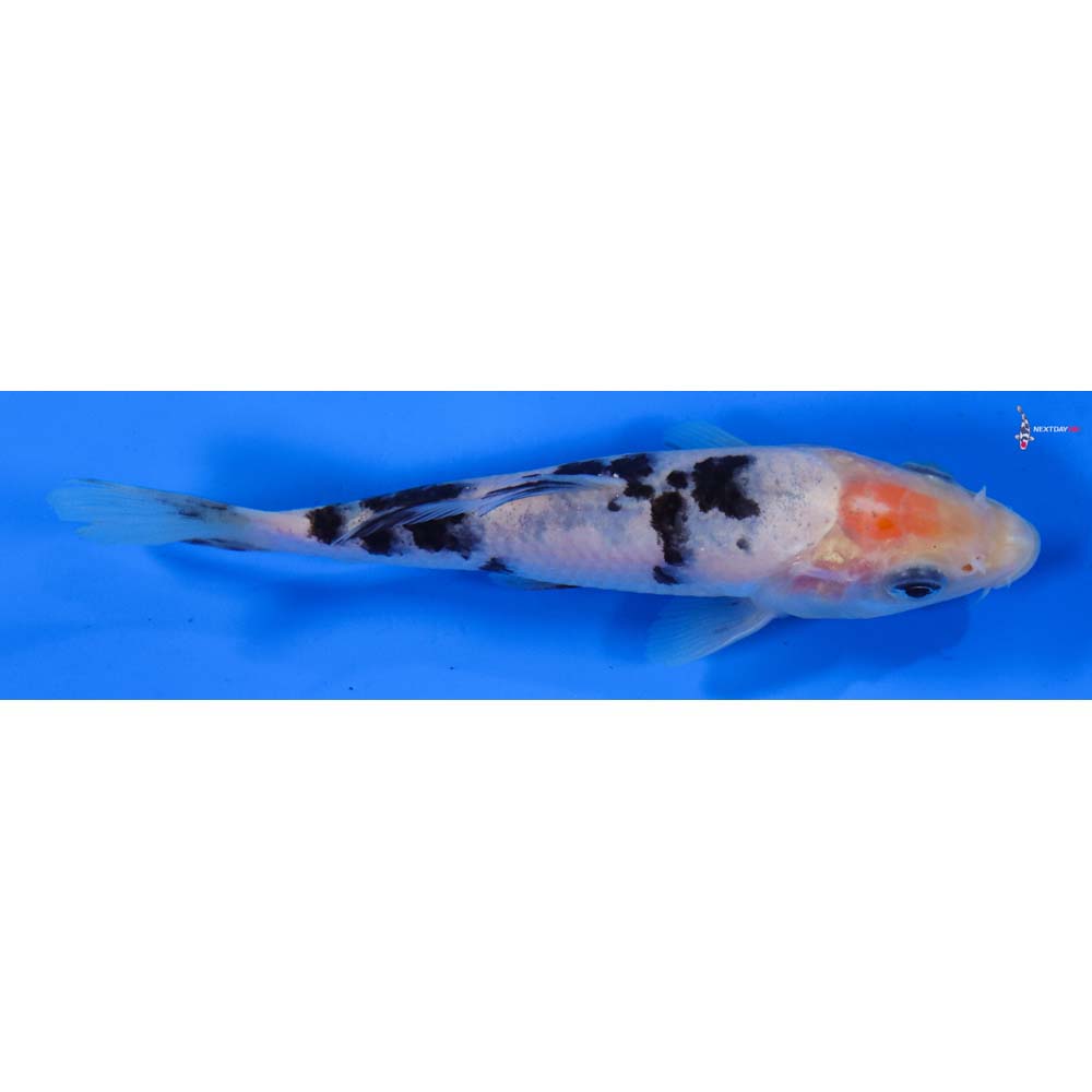 5” Imported Shiro Bekko