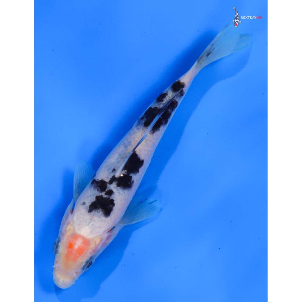 5” Imported Shiro Bekko