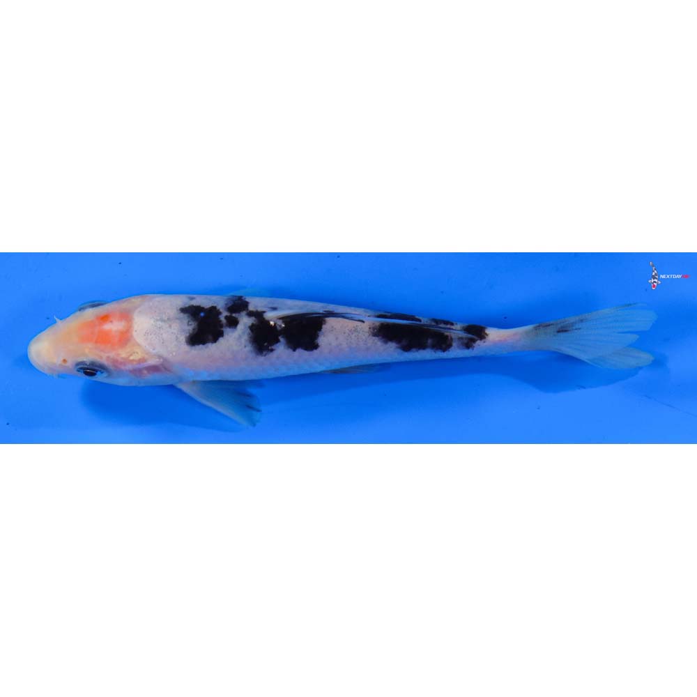 5” Imported Shiro Bekko