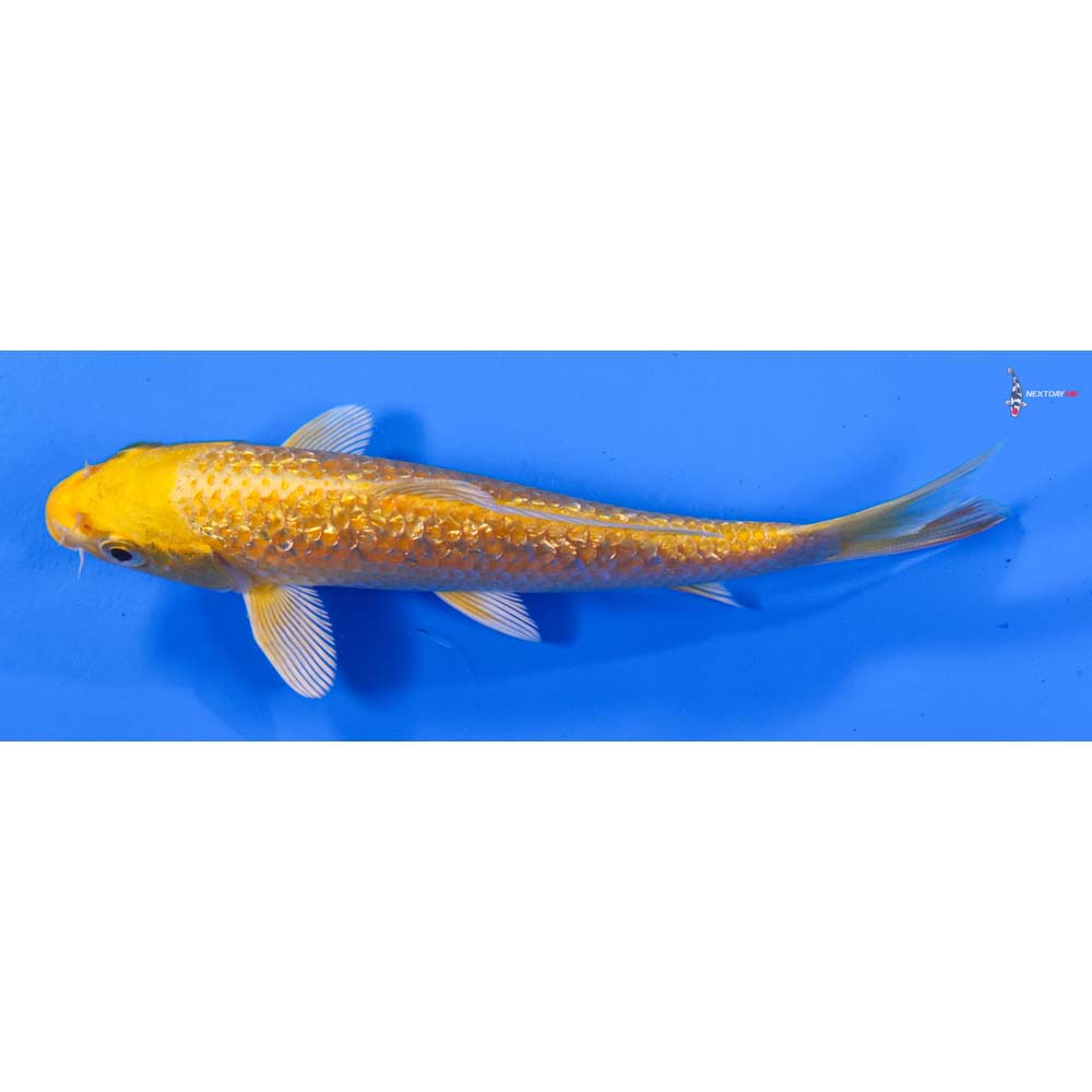 6” Imported Gin Rin Yamabuki Ogon