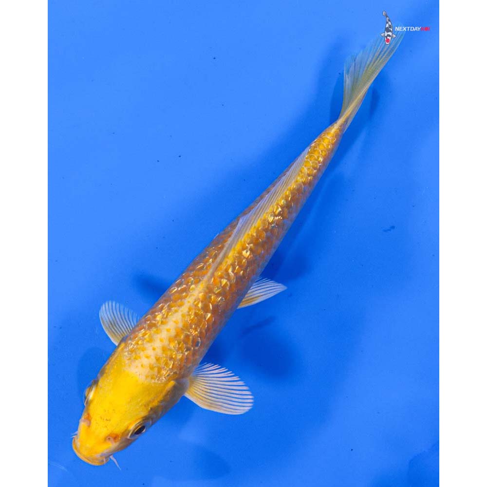 6” Imported Gin Rin Yamabuki Ogon