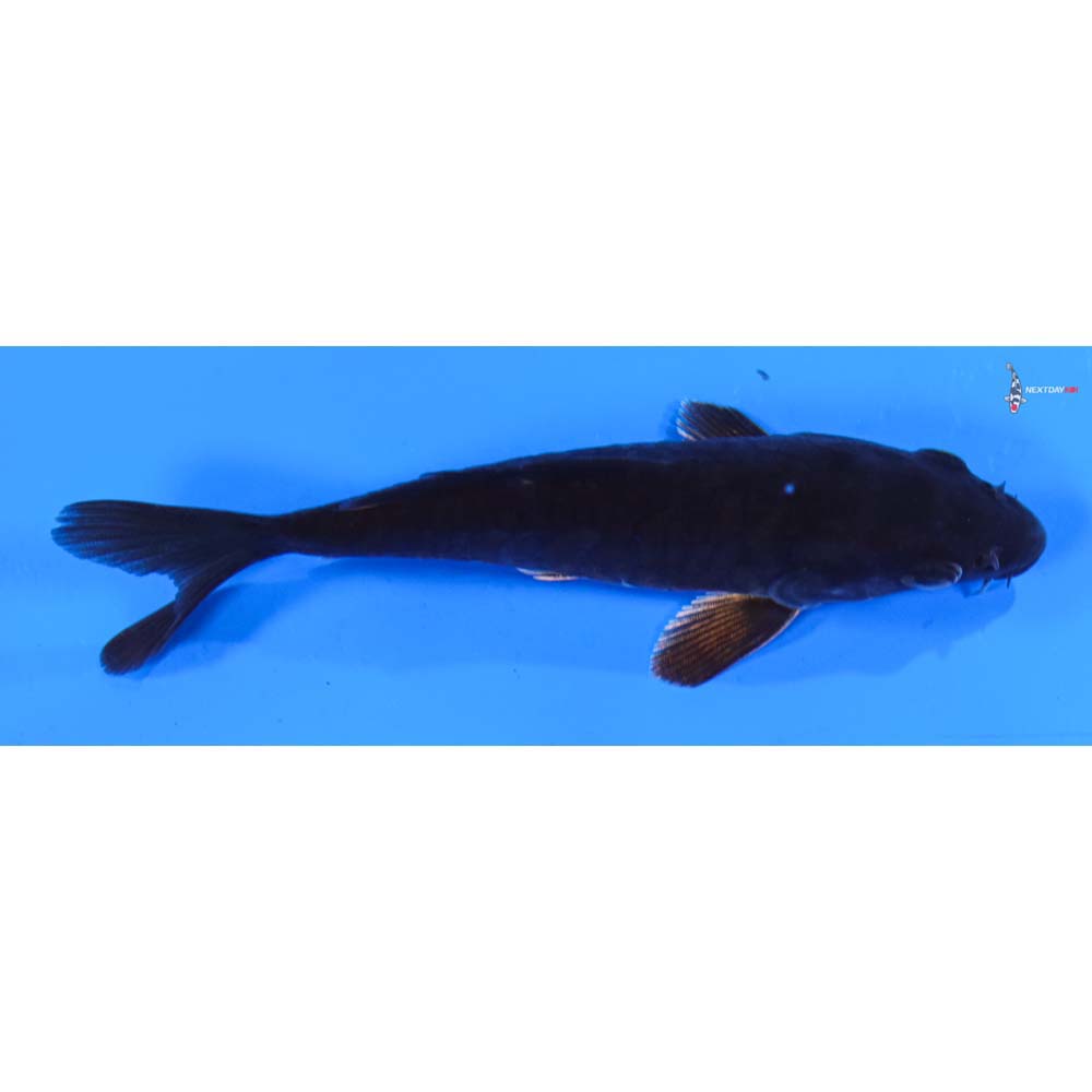 5” Imported Doitsu Hajiro