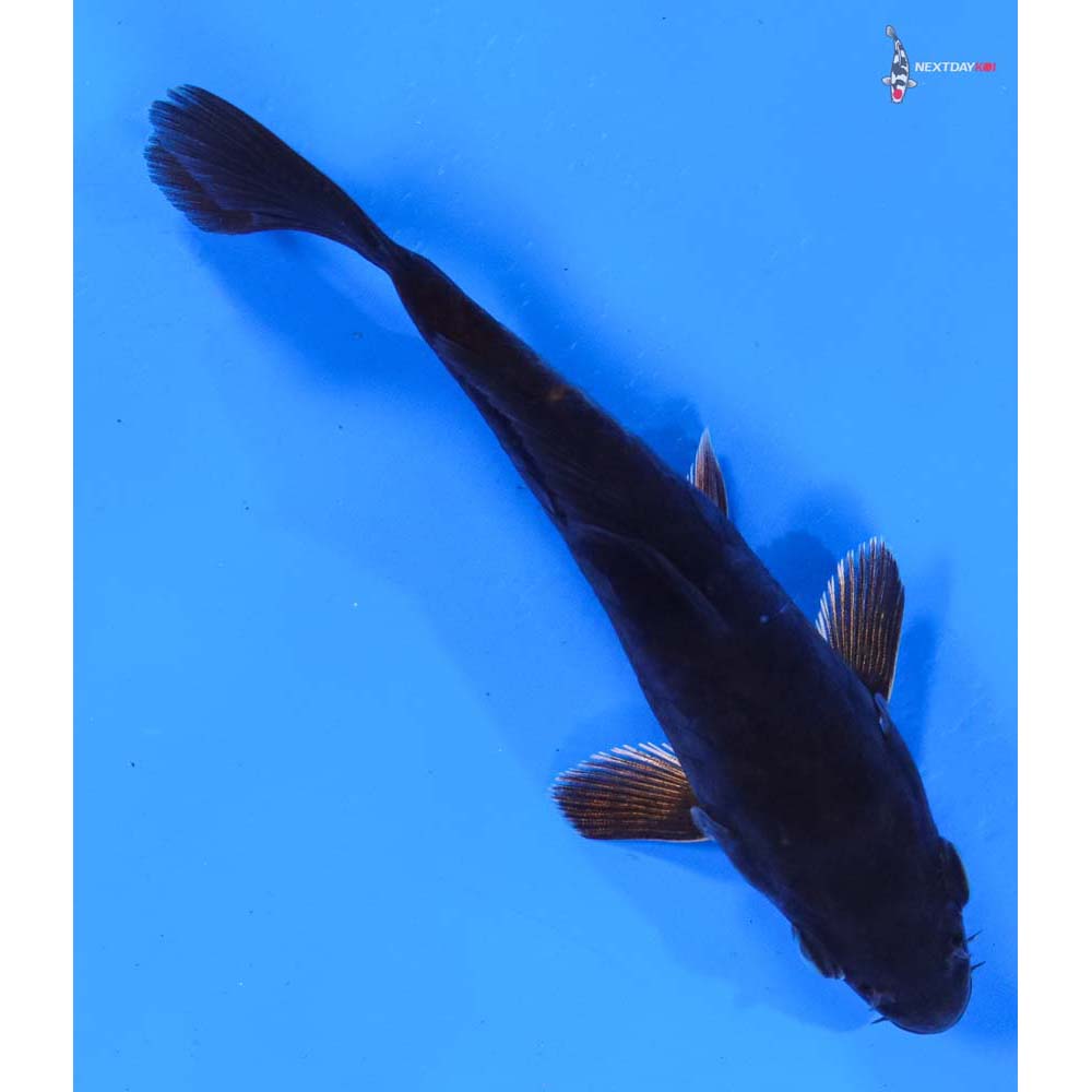 5” Imported Doitsu Hajiro