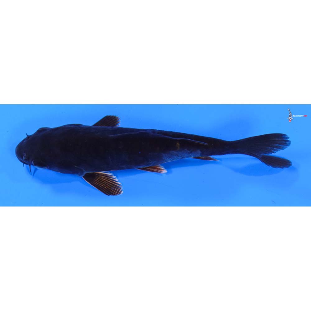 5” Imported Doitsu Hajiro