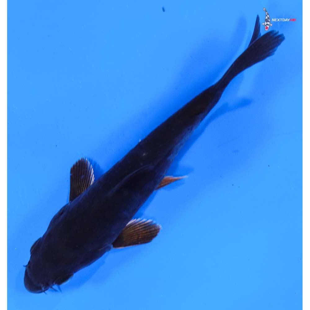 5” Imported Doitsu Hajiro