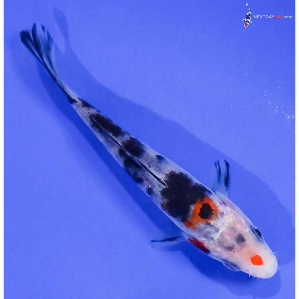 3.5” Imported Sanke