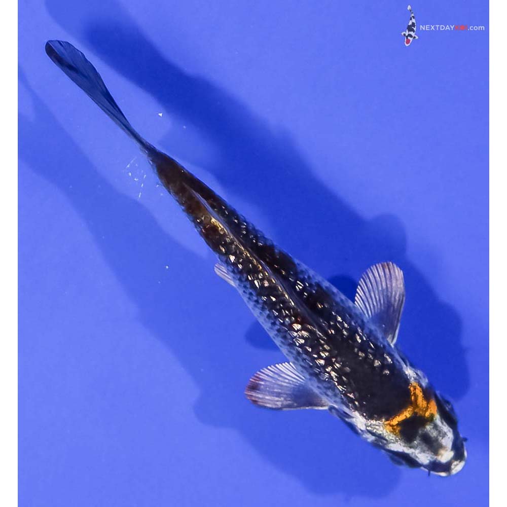 4” Imported Gin Rin Kujaku