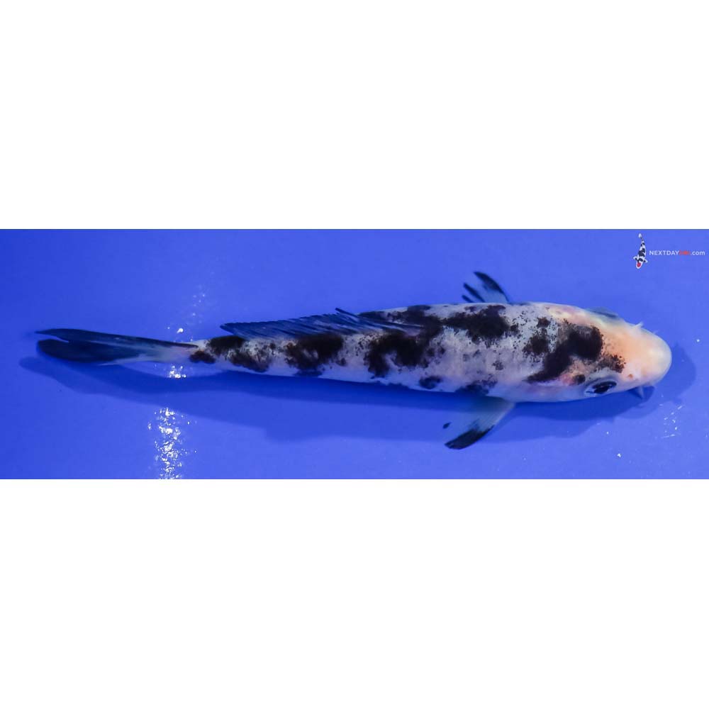 4.5” Imported Shiro Bekko