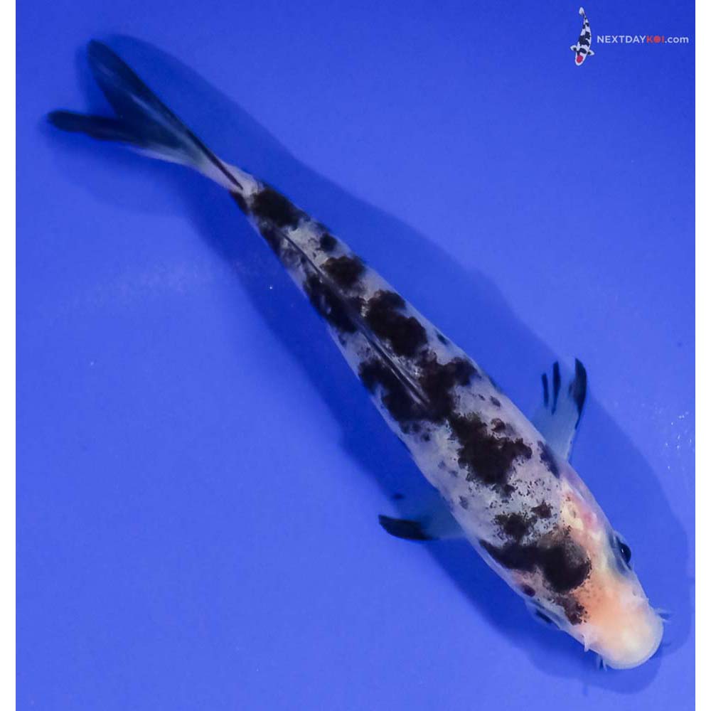 4.5” Imported Shiro Bekko