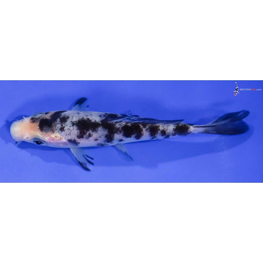 4.5” Imported Shiro Bekko