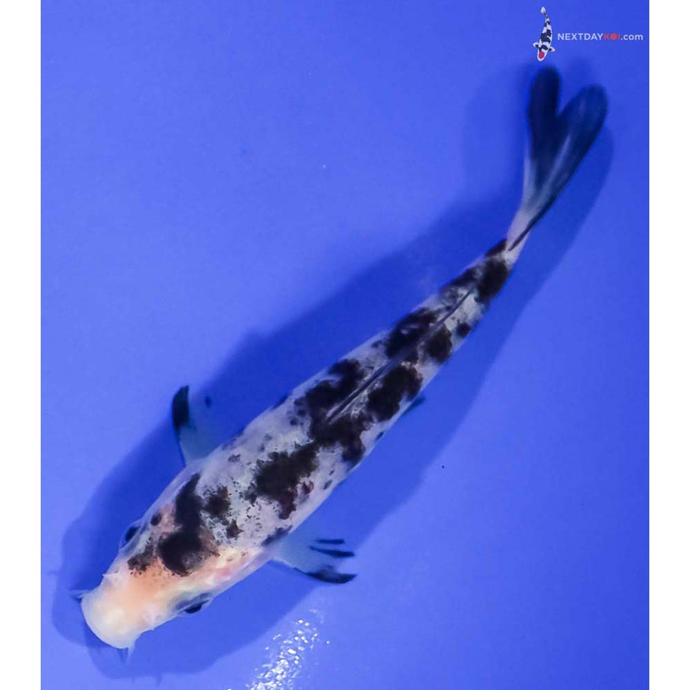 4.5” Imported Shiro Bekko