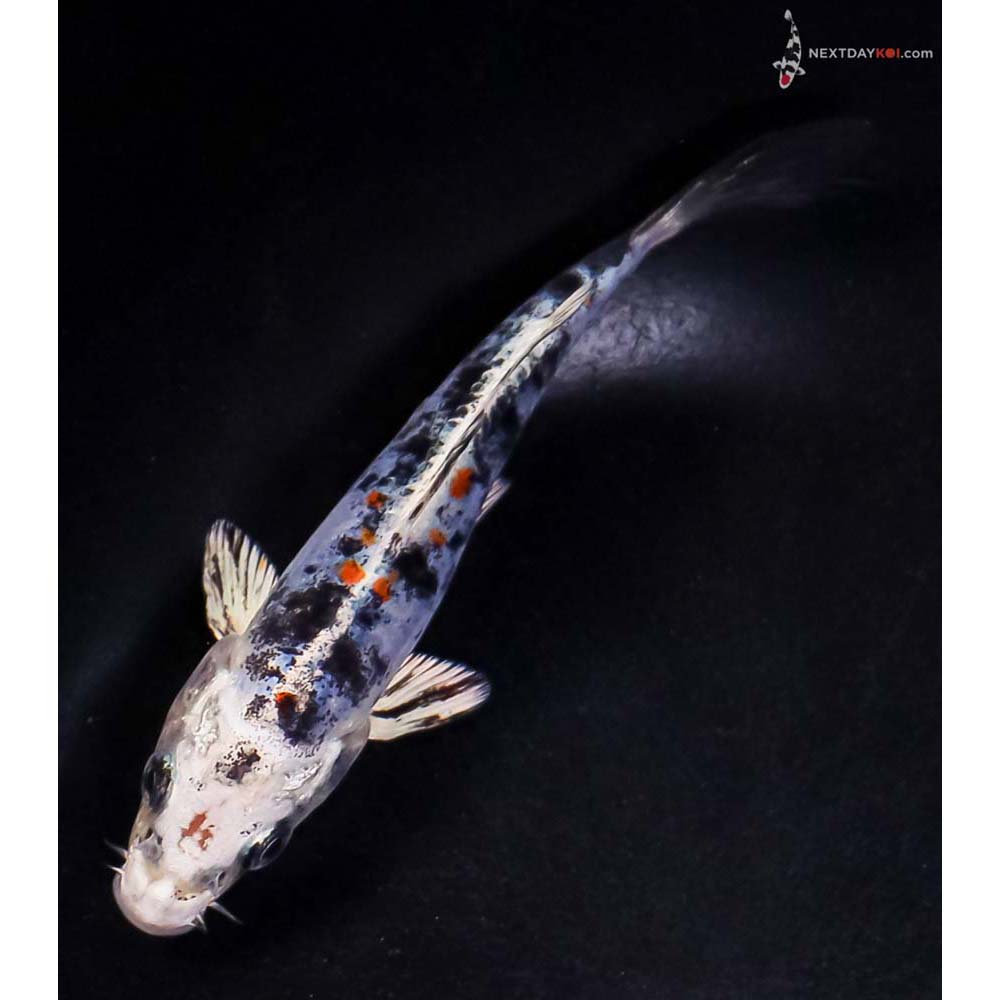 5” Imported Heisei Nishiki