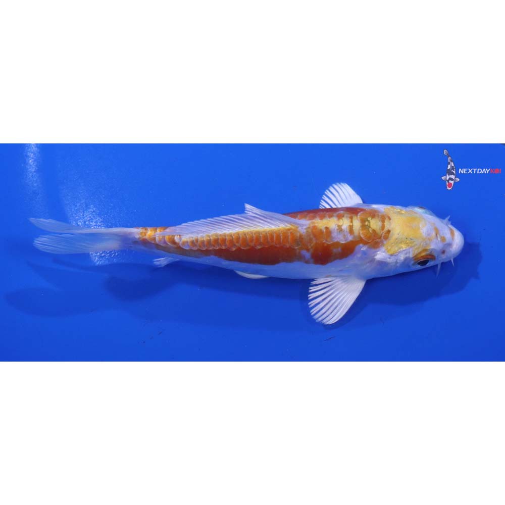 5” Imported Doitsu Lemon Hariwake