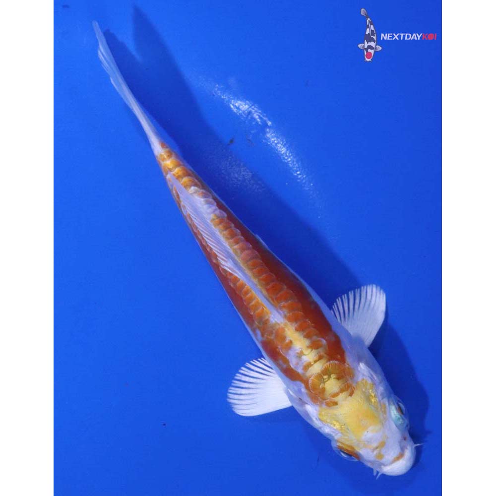 5” Imported Doitsu Lemon Hariwake