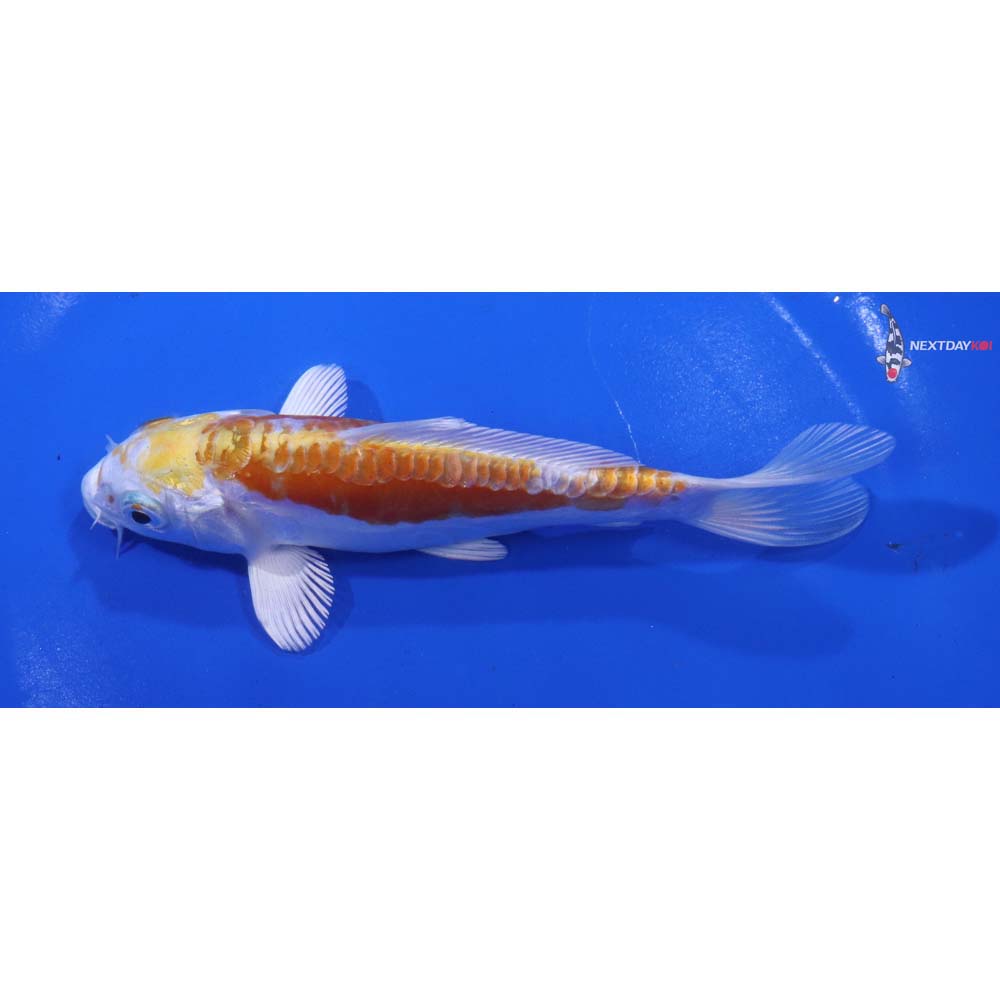 5” Imported Doitsu Lemon Hariwake