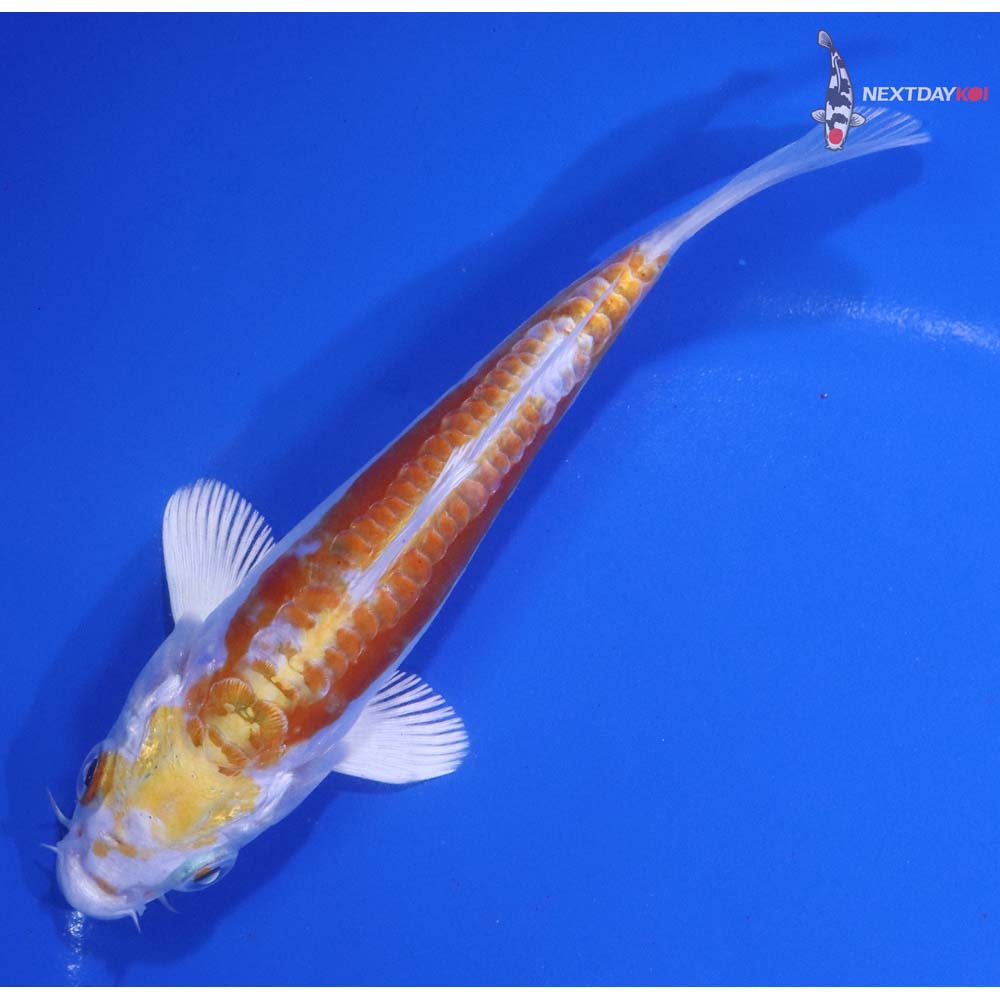 5” Imported Doitsu Lemon Hariwake