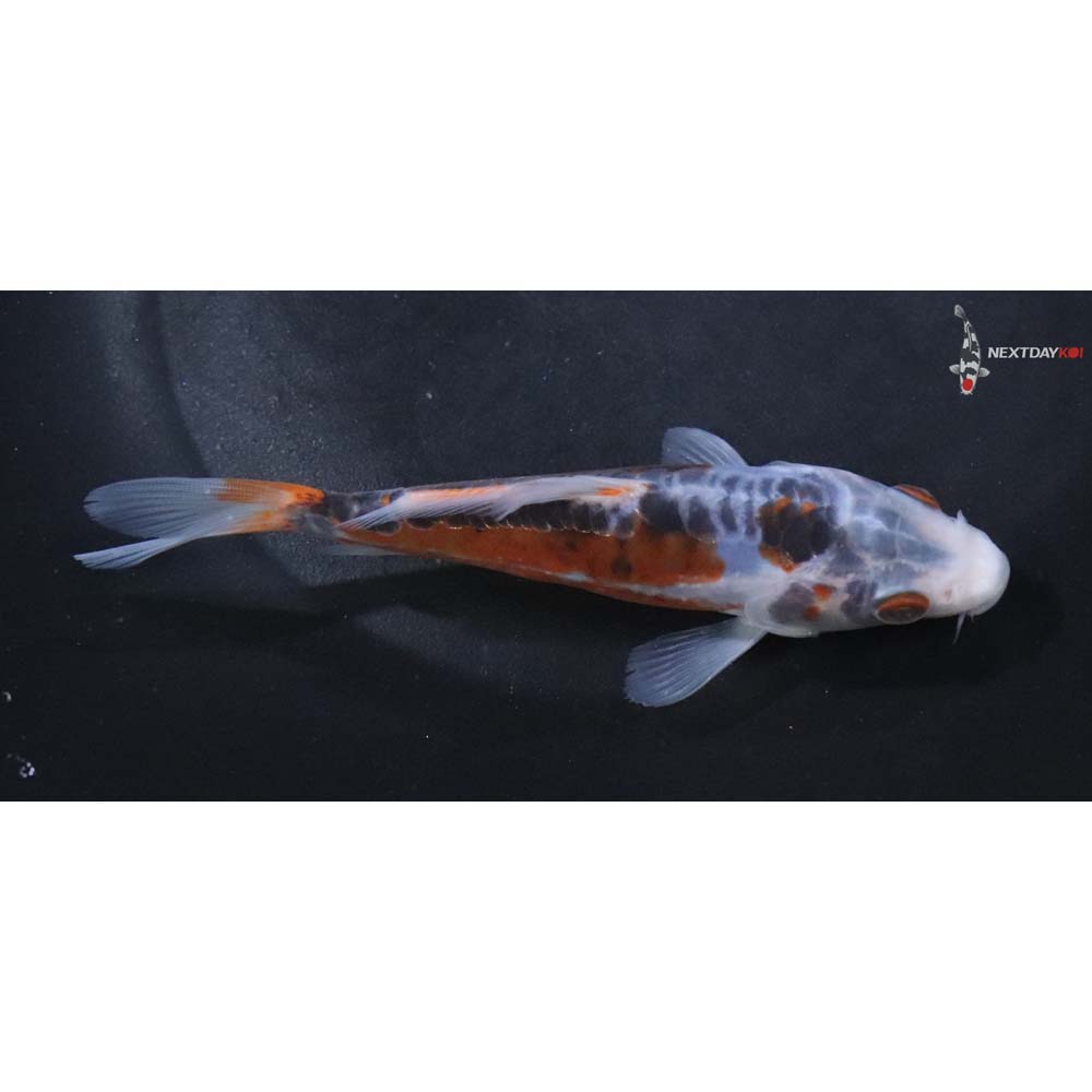 5” Imported Shusui