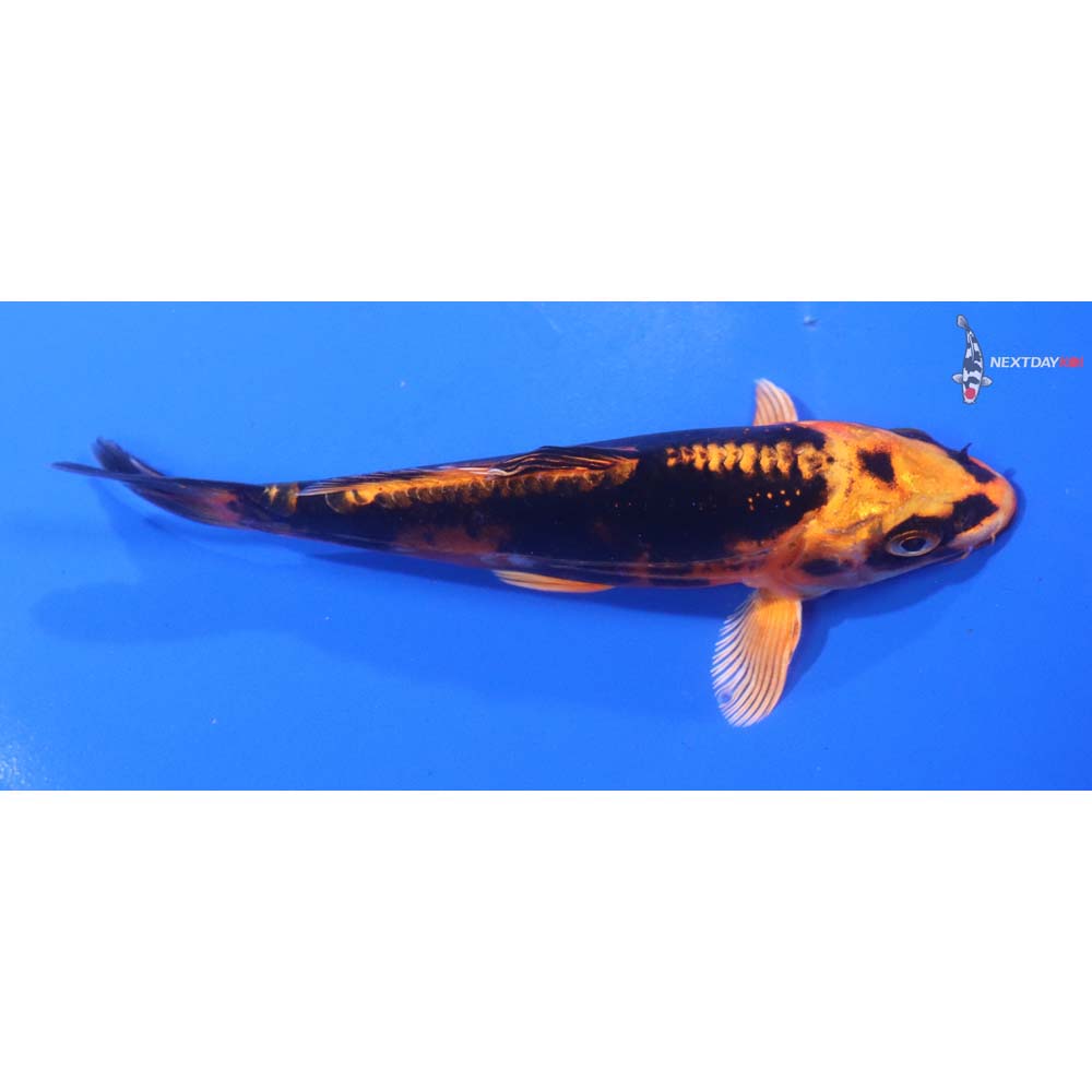 5.5” Imported Kin Kikokuryu