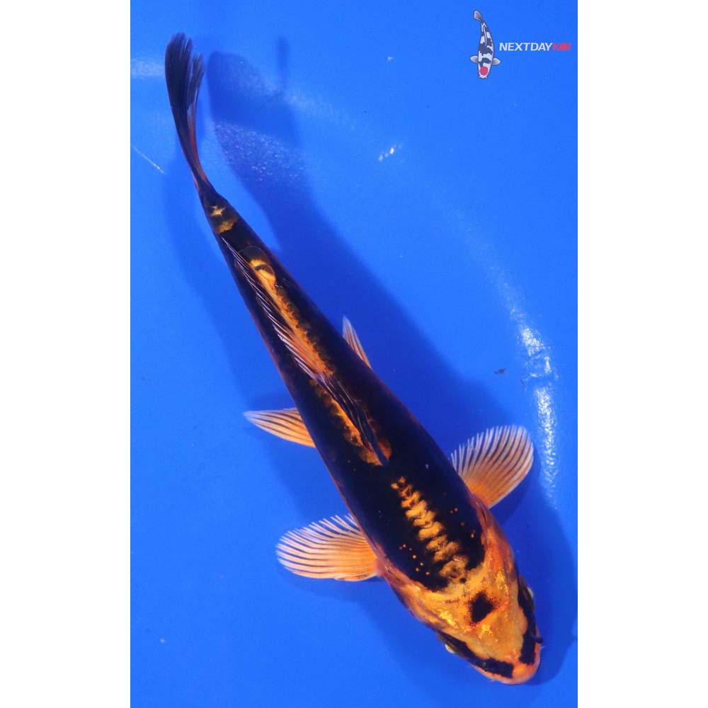 5.5” Imported Kin Kikokuryu