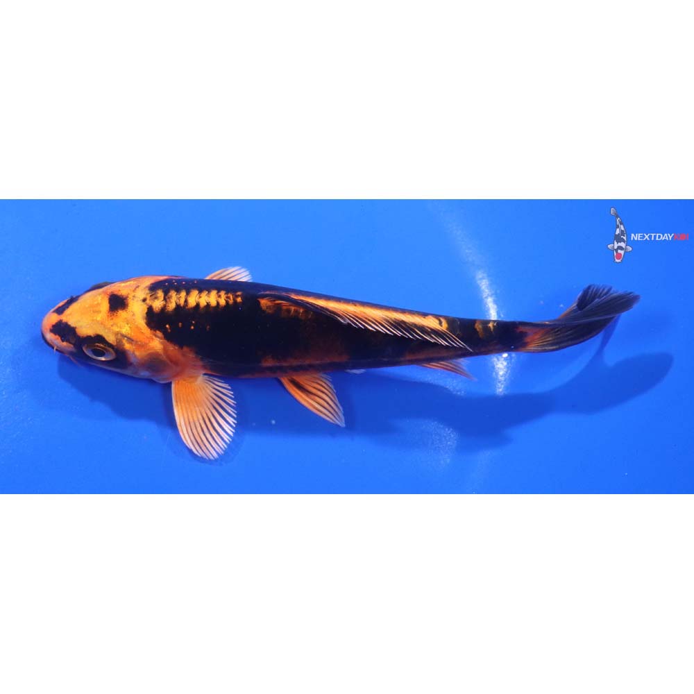 5.5” Imported Kin Kikokuryu