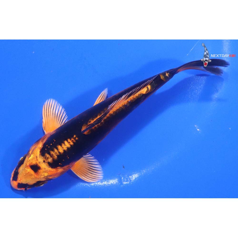 5.5” Imported Kin Kikokuryu