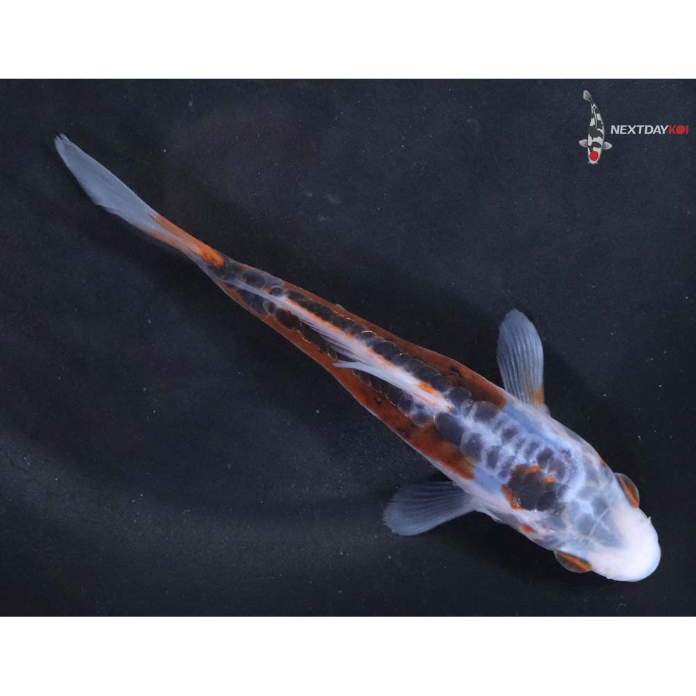 5” Imported Shusui