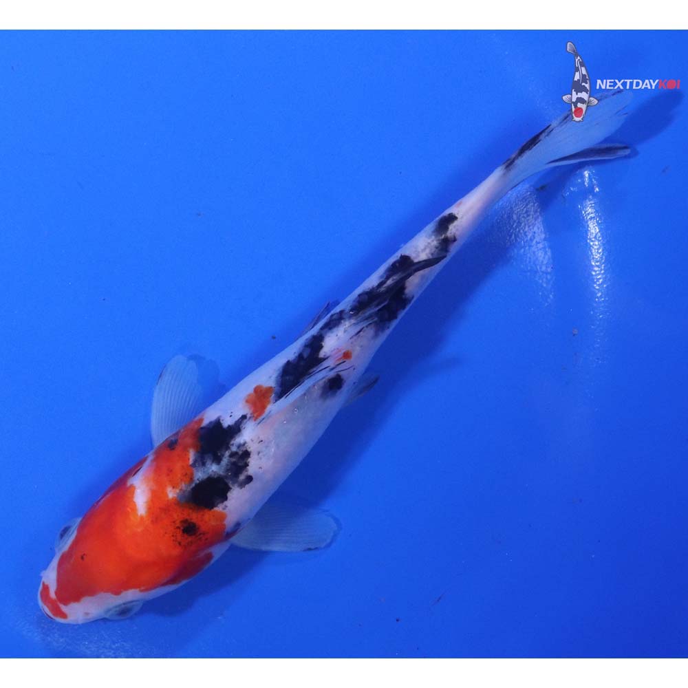 5.5” Imported Sanke