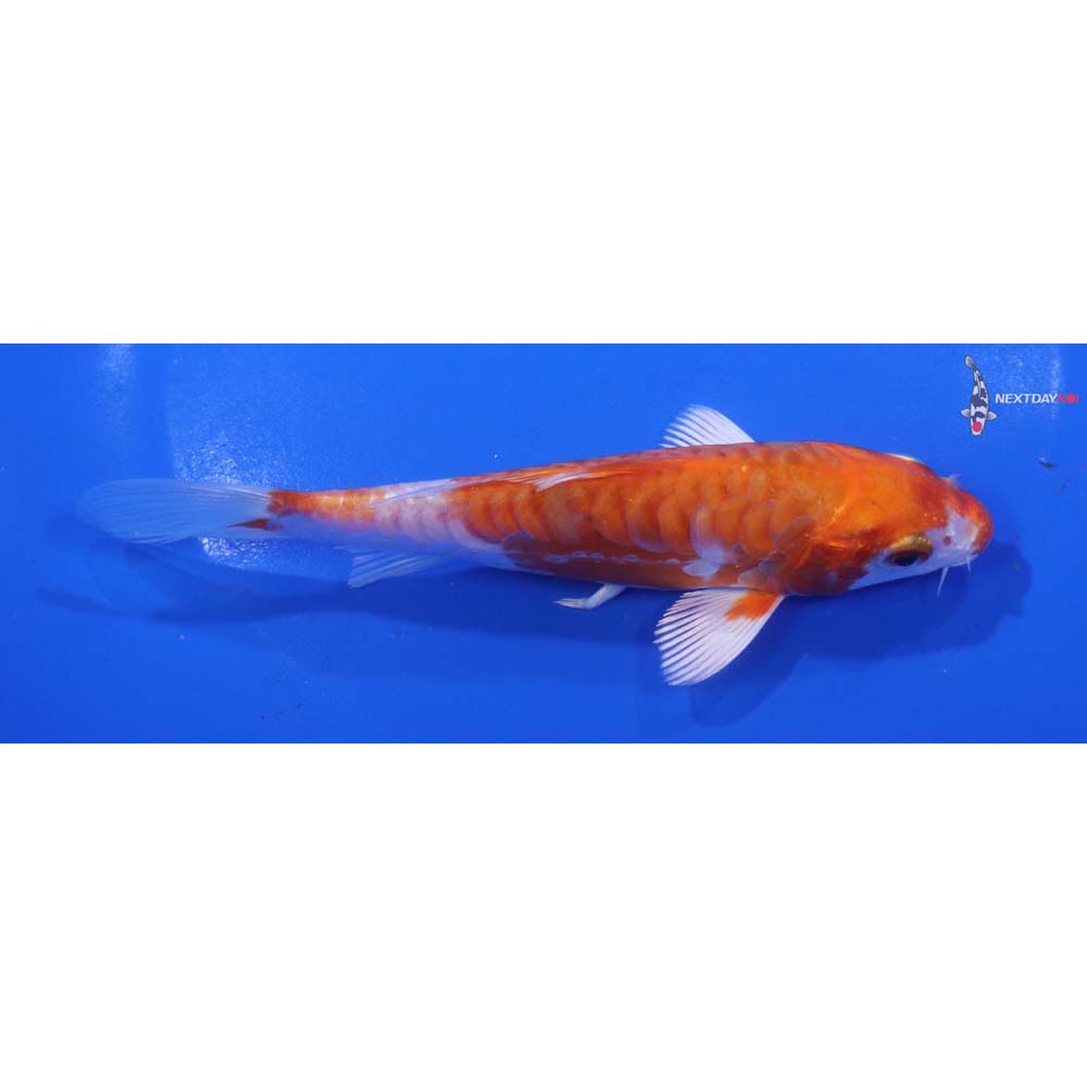 5.5” Imported Kikusui