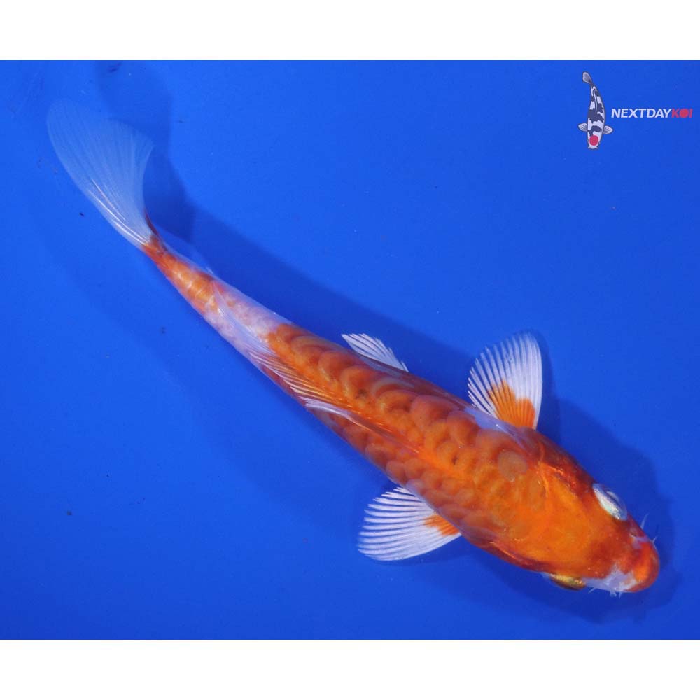 5.5” Imported Kikusui